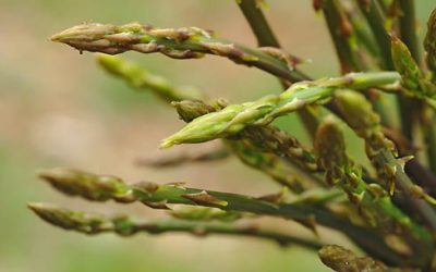 Un Vegetale afrodisiaco – Inizia la raccolta dell’Asparago pungente