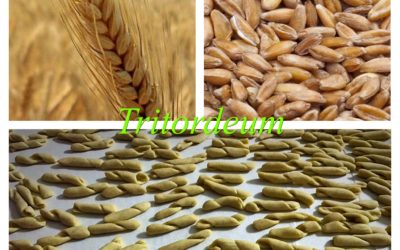 Tanta salute in un chicco dorato: Tritordeum