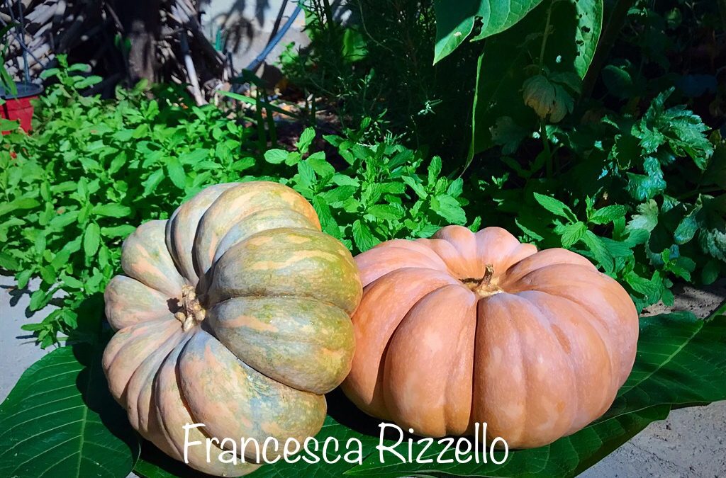 Non solo una decorazione per Halloween: la zucca e le sue proprietà