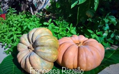 Non solo una decorazione per Halloween: la zucca e le sue proprietà